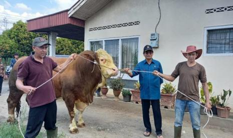 Sapi warga Kabupaten Agam yang akan jadi hewan qurban Presiden Jokowi untuk Sumatra Barat 