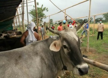 Sapi pengungsi Gunung Merapi