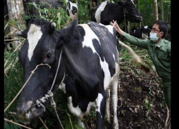 Sapi salah satu warga Gunung Merapi