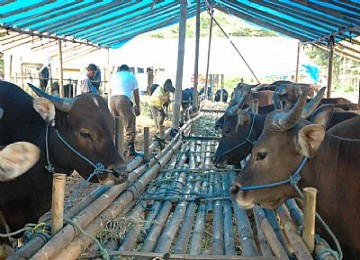 Sapi untuk kurban di hari Idul Adha