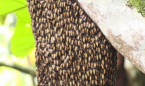 Cara mengusir lebah dari dalam rumah