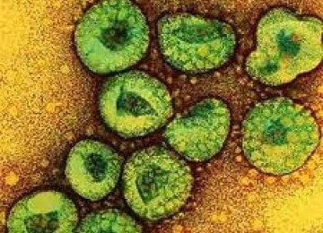 SARS virus