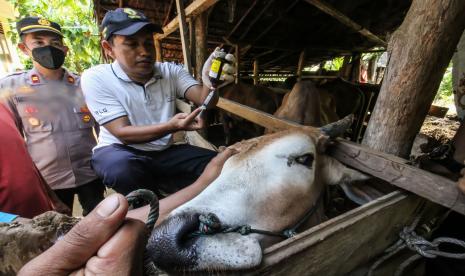 Satgas Penyakit Mulut dan Kuku (PMK) menyuntik sapi yang terjangkit benjolan atau Lumpy skin diseses (LSD) yang disebabkan oleh virus pox saat pemeriksaan kesehatan sapi (ilustrasi) 