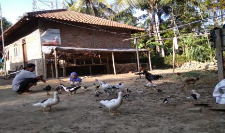 Satu bulan sudah Sumardi mengelola bantuan modal usaha berupa beberapa induk ayam dari Rumah Zakat yang diberikan Juli lalu. “Alhamdulillah ayamnya sudah menetas 11 ekor pakdhe ini kira sudah umur 2 Minggu. Sedang yang satu induk lagi baru menetas 5 hari yang lalu cuma 7 ekor , dan masih ada 2 induk lagi yang sedang mengerami telur,” ucap Tatik Jumat (28/8).