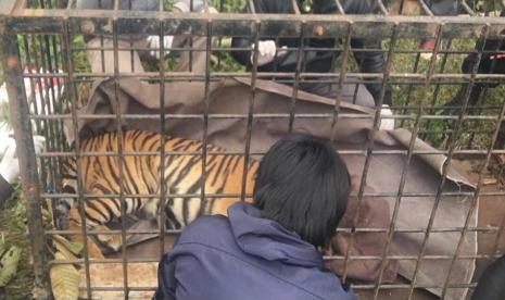 Satu ekor Harimau Sumatera yang berkeliaran di sekitar rumah warga di Kecamatan Danau Kembar, Kabupaten Solok berhasil diamankan, Ahad (6/12) 