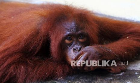 Ilustrasi. Orang utan.