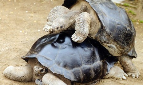 Satwa Galapagos. Kehidupan satwa di Pulau Galapagos terancam akibat gelombang sampah plastik.