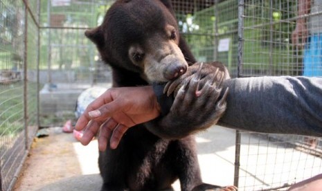 Satwa langka dan terancam punah beruang madu (Helarctos malayanus) bermain dengan penjaga di Taman Rusa Desa Lamtanjong, Kec. Suka Makmur Kab. Aceh Besar, Jumat (8/3)