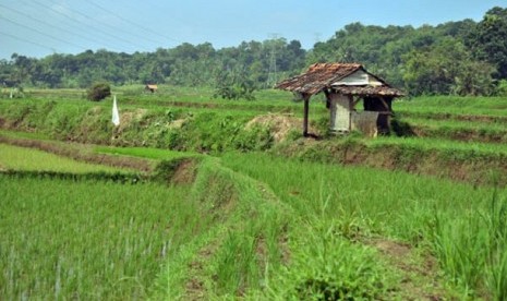 Saung di tengah sawah (ilustrasi).