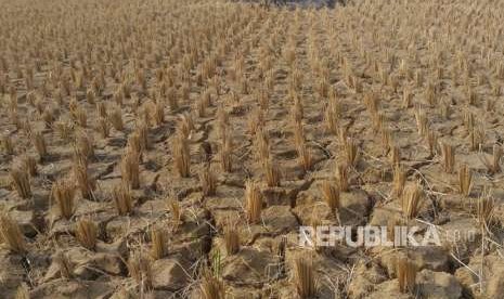 Sawah Desa Serdang Kulon yang kini menjadi milik swasta mengalami kekeringan, Kecamatan Panongan, Kabupaten Tangerang, Ahad (26/8).