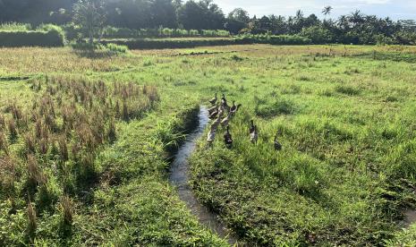 Sawah di Banjar Pengembungan Desa Pejeng Kangin Kecamatan Tampaksiring, Kabupaten Gianyar, Bali (ilustrasi). Kementerian Pertanian dan Kementerian Desa dan Pembangunan Daerah Tertinggal (Kemendes PDT) memilih pemerintah kabupaten Gianyar, Bali, sebagai contoh sukses menjaga ketahanan pangan.