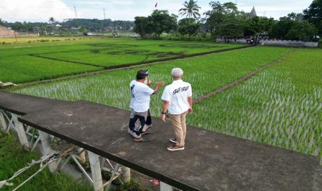 Sawah di Desa Sidorejo, Kecamatan Bergas, Kabupaten Semarang yang bergambar wajahnya dengan Mahfud MD. 