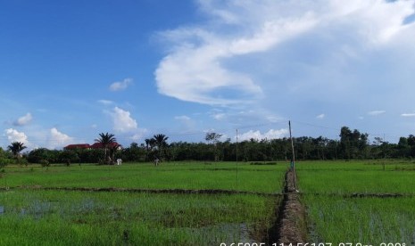 Sawah di lahan kering Kalimantan Tengah.