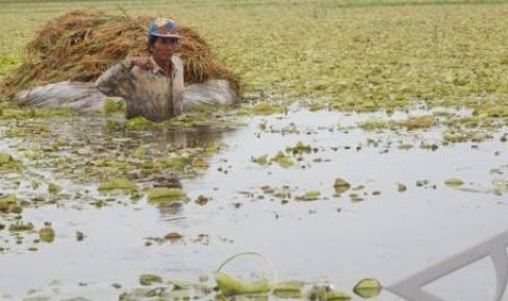 Sawah dilanda banjir