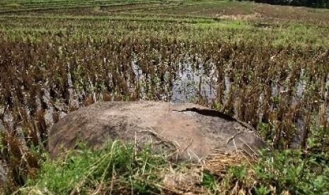 Hama wereng batang coklat menyerang lahan 29,4 ha sejak awal tahun. Sawah (ilustrasi)