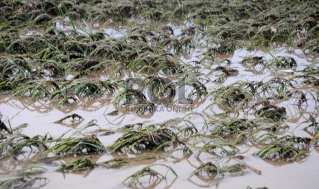 Sawah rusak diterjang Lahar Dingin