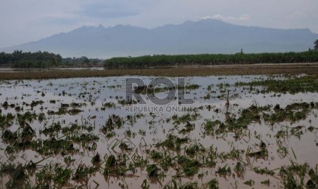 Sawah rusak diterjang Lahar Dingin