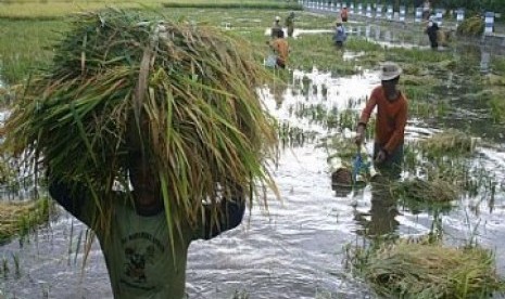 Sawah terendam banjir