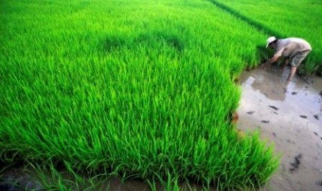 Sawah terendam banjir (ilustrasi)