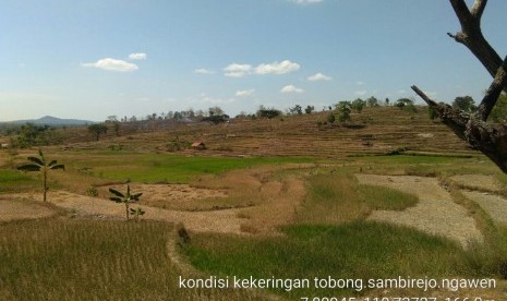 Sawah yang mengalami kekeringan di Gunung Kidul Yogyakarta