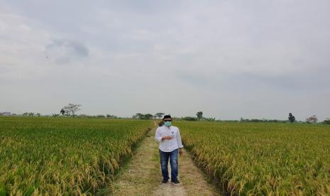 Sawah yang telah siap panen raya di Jawa Barat.