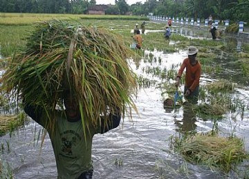 Sawah kebanjiran membuat kadar air gabah meningkat