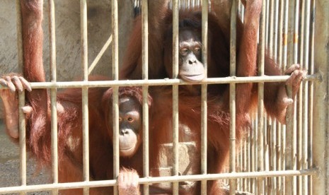 Sebanyak 14 orangutan tiba di Lanud Halim Perdanakusuma, Kamis (13/11).