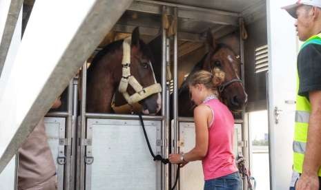 Sebanyak 17 ekor kuda peserta cabang olah raga equestrian asal Liege, Belgia mendarat di Bandara Soekarno Hatta