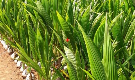 Sebanyak 8 ribu bibit kelapa diserahkan ke kelompok tani di Kabumen, Jawa Tengah.