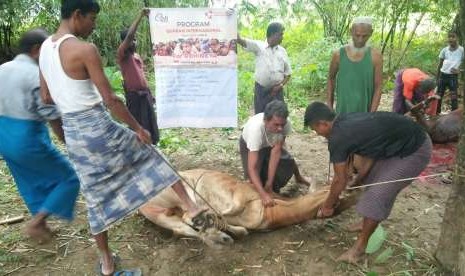 Sebanyak 8 sapi telah didistribusikan di Desa Sembalun Bumbung dan Sembalun Timba Gading. 