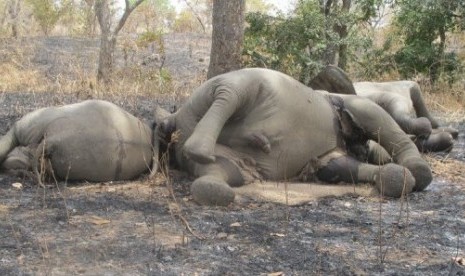 Sebanyak 86 gajah dibunuh di dekat perbatasan Chad dan Kamerun, Afrika