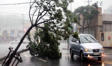  Sebuah kendaraan melewati pohon tumbang akibat Topan Bolaven di Yeosu, Korea Selatan, Selasa (28/8).   (Jang Duk-jong/AP)