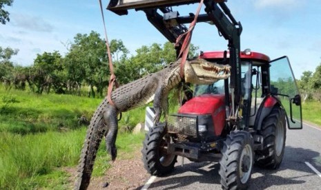 Sebuah traktor diperlukan untuk mengangkat buaya sepanjang 4,2 meter tersebut. 