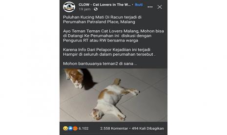 Sebuah unggahan yg menyebutkan sejumlah kucing mati akibat diracuni viral di media sosial. (ilustrasi)