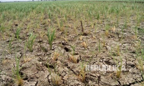 Sedikitnya 500 hektare tanaman padi yang tersebar di empat desa di  Kecamatan Kandanghaur, Kabupaten Indramayu terancam mati akibat terimbas air laut.