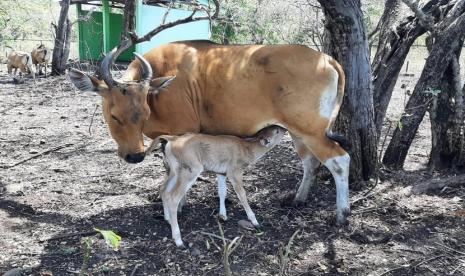  Seekor anak Banteng Jawa (Bos javanicus) lahir dari pasangan Tina dan Telepak di Suaka Satwa Banteng (SSB) Taman Nasional Baluran pada hari Sabtu (7/8). 