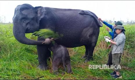 Seekor anak gajah jantan lahir dari induk bernama Sabana di Pusat Latihan Gajah (PLG) Jalur 21 Suaka Margasatwa Padang Sugihan, Balai Konservasi Sumber Daya Alam (BKSDA) Sumatera Selatan, pada hari Jumat (18/6).