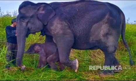 Seekor anak gajah jantan lahir dari induk bernama Sabana di Pusat Latihan Gajah (PLG) Jalur 21 Suaka Margasatwa Padang Sugihan, Balai Konservasi Sumber Daya Alam (BKSDA) Sumatera Selatan, pada hari Jumat (18/6).