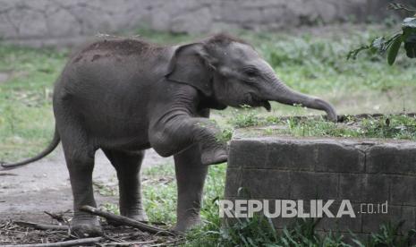 Seekor anak gajah sumatera (ilustrasi).