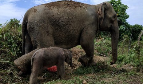 Tim Gabungan Selamatkan Anak Gajah Terjerat di Riau (ilustrasi).