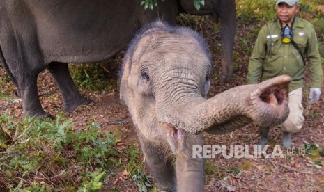 Seekor Anak Gajah Sumatera Mati di Aceh Jaya. Foto ilustrasi.