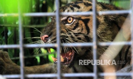 Seekor anak harimau sumatra (Panthera tigris sumatrae) terperangkap dalam kerangkeng yang dipasang Balai Konservasi Sumber Daya Alam (BKSDA) Sumbar di hutan Palupuh, Kabupaten Agam, Sumatra Barat, Ahad (15/4). 