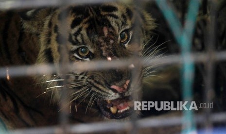 Seekor anak harimau sumatra (Panthera tigris sumatrae) terperangkap dalam kerangkeng yang dipasang Balai Konservasi Sumber Daya Alam (BKSDA) Sumbar di hutan Palupuh, Kabupaten Agam, Sumatra Barat, Ahad (15/4). 