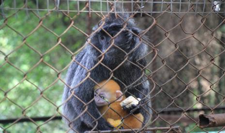 Kebun Binatang Bandung Mulai Beroperasi Sabtu. Kebun Binatang Bandung Mulai Beroperasi Sabtu. Seekor anak lutung lahir di masa pandemi corona atau covid-19 di kebun binatang Bandung atau Bandung Zoological Garden, 3 Mei lalu. Anak yang berasal dari pasangan lutung Luluk (betina) dan Albert (jantan) ini diberi nama Remon Covid. Nama Covid sendiri merujuk kepada kondisi wabah pandemi corona saat anak lutung lahir.