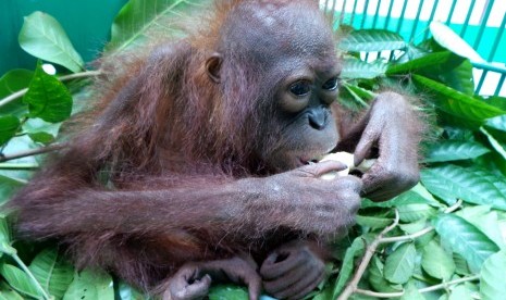 Seekor anak orangutan dirawat di kantor Balai Konservasi Sumber Daya Alam Daerah Kalimantan Tengah di Sampit, Kabupaten Kotawaringin Timur, Rabu (30/3).