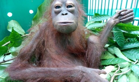 Seekor anak orangutan dirawat di kantor Balai Konservasi Sumber Daya Alam Daerah Kalimantan Tengah di Sampit, Kabupaten Kotawaringin Timur, Rabu (30/3).