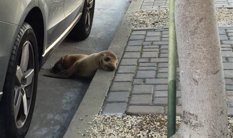 Seekor anak singa laut Rubbish yang terdampar di trotoar, Kamis (30/4)