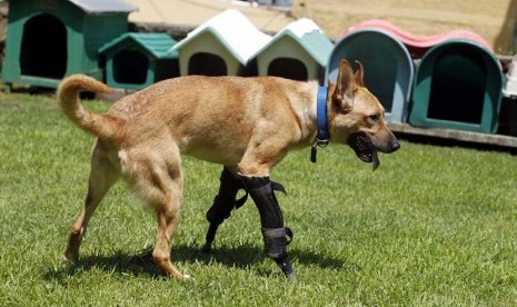 Seekor anjing bernama Pay de Limon (Lemon Pay) berjalan dengan dua kaki buatan di penampungan penyelamatan hewan Milagros Caninos di Mexico City, Rabu (29/8). (Tomas Bravo/Reuters)