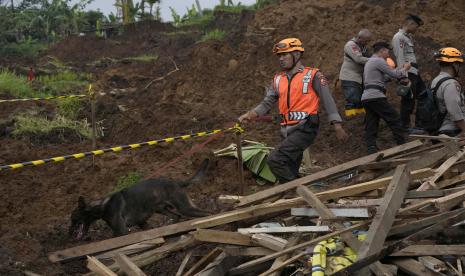 Seekor anjing pelacak digiring saat mencari korban di desa yang dilanda tanah longsor akibat gempa di Cianjur, Jawa Barat, Indonesia, Kamis, 24 November 2022. Di hari keempat pencarian yang semakin mendesak, penyelamat Indonesia mempersempit pekerjaan mereka Kamis hingga tanah longsor di mana puluhan diyakini terperangkap setelah gempa bumi yang menewaskan ratusan orang, banyak dari mereka adalah anak-anak.