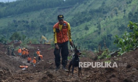 Seekor anjing pelacak mencari jenazah korban yang tertimbun longsor di Desa Banaran, Kecamatan Pulung, Ponorogo, Jawa Timur, Senin (3/4).